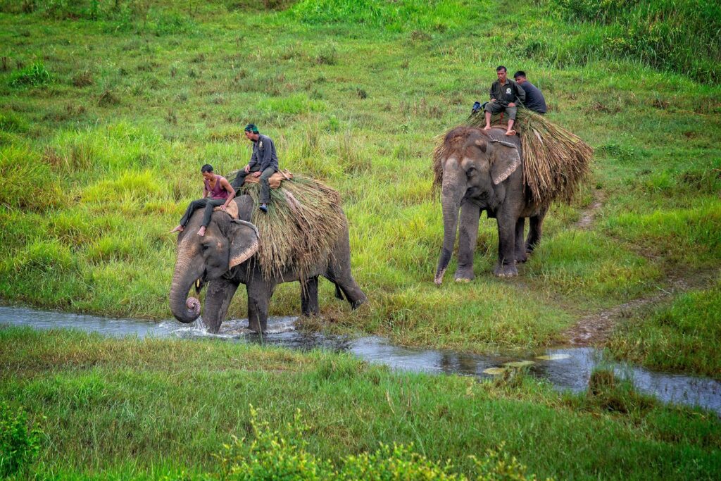 elephant-riding