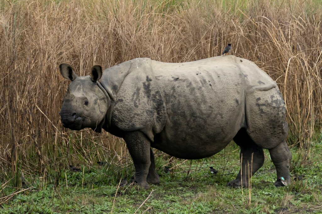 rhino