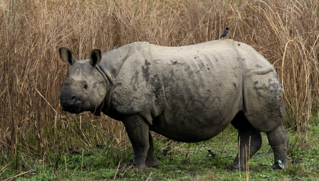 rhino